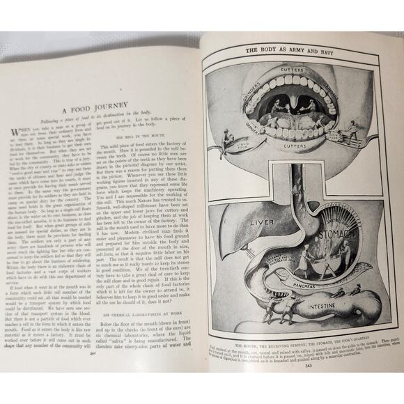 Our Wonder World Set - Handbook - The Literature Sup. Vol.‎ - The Wonder of Life - Picture 14 of 16